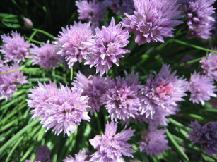 Картинка цветы аллиум декоративный лук лук-шалот