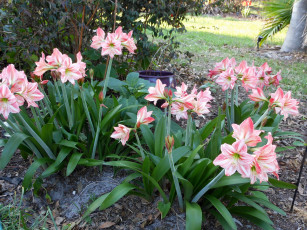 Картинка цветы амариллисы гиппеаструмы сад амарилис розовые