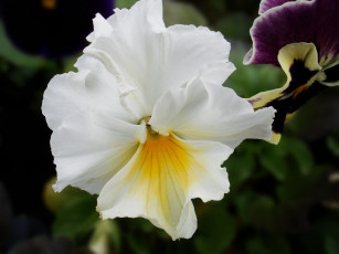 Картинка цветы анютины глазки садовые фиалки лепестки