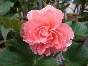 Картинка цветы бегония розовый