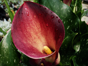 Картинка цветы каллы красный