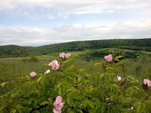 Картинка цветы шиповник куст дикая роза