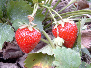 Картинка природа Ягоды клубника