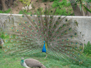 Картинка животные павлины павлин пушистый хвост птица перья красивый