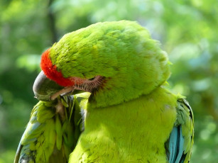 Картинка животные попугаи попугай
