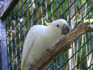 Картинка животные попугаи попугай сетка