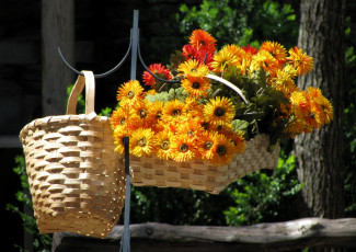 Картинка цветы герберы желтый корзинки