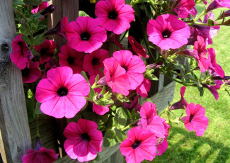 Картинка цветы петунии калибрахоа яркий розовый