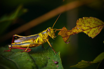 Картинка животные кузнечики саранча листья
