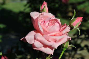 Картинка цветы розы роза