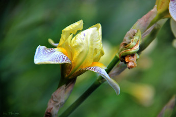 Картинка автор thean цветы ирисы желтый