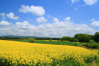 Картинка природа поля облака дерево небо рапс