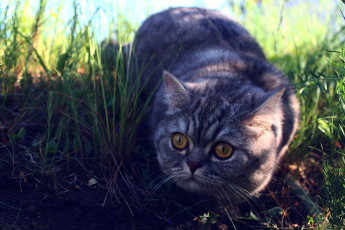 Картинка животные коты британец