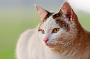 Картинка животные коты кошка