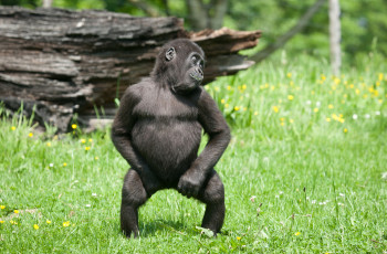 Картинка животные обезьяны обезьяна