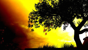 Картинка природа деревья цвета фон дерево