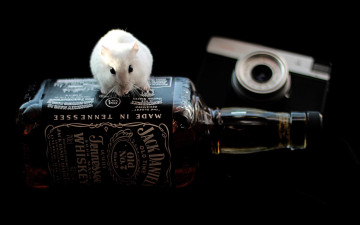 Картинка бренды jack daniel`s крыска