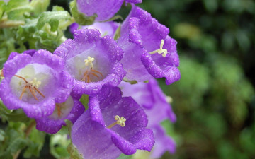 Картинка цветы колокольчики сиреневый капли