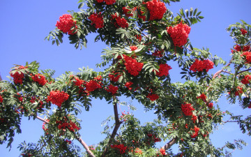 Картинка природа Ягоды рябина