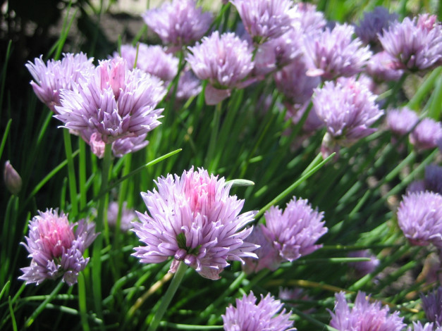 Обои картинки фото цветы, аллиум, декоративный, лук, лук-шалот