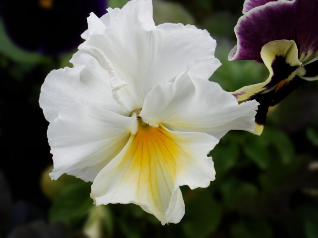 Обои картинки фото цветы, анютины, глазки, садовые, фиалки, лепестки