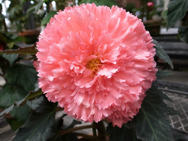 Обои картинки фото цветы, бегония, розовый