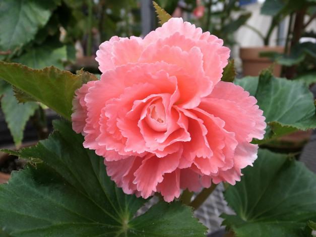 Обои картинки фото цветы, бегония, розовый