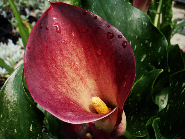 Обои картинки фото цветы, каллы, красный