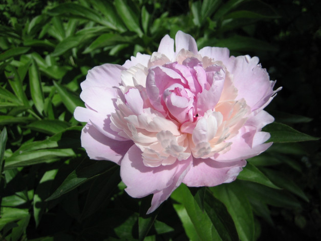 Обои картинки фото цветы, пионы, лепестки