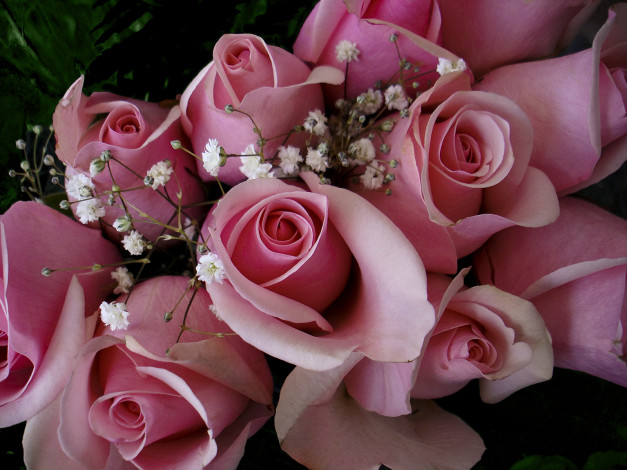 Обои картинки фото цветы, розы, розовый