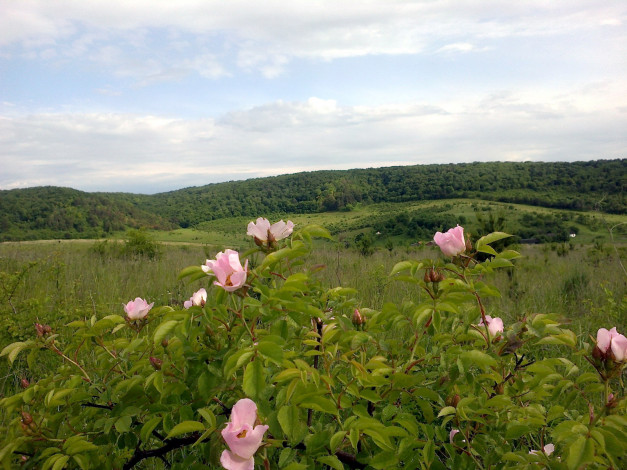 Обои картинки фото цветы, шиповник, куст, дикая, роза