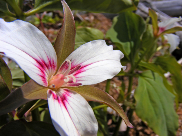 Обои картинки фото цветы, триллиумы, лепестки