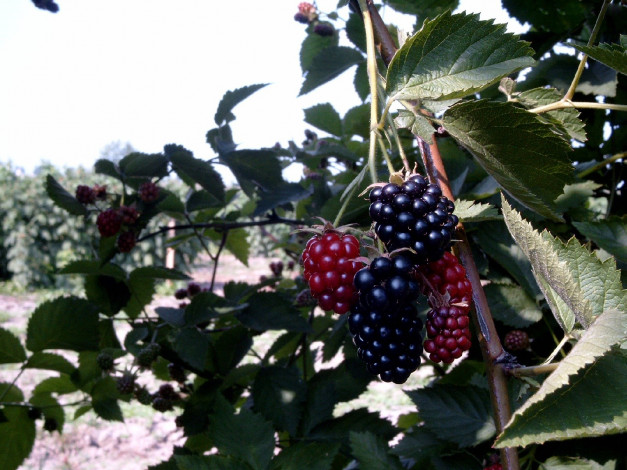 Обои картинки фото природа, Ягоды, ежевика