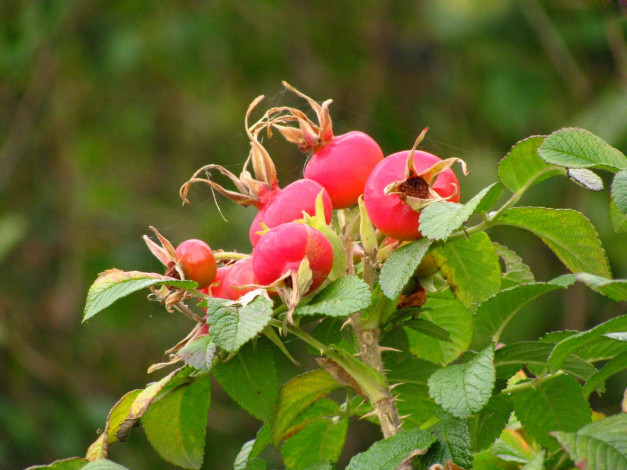 Обои картинки фото природа, Ягоды, шиповник