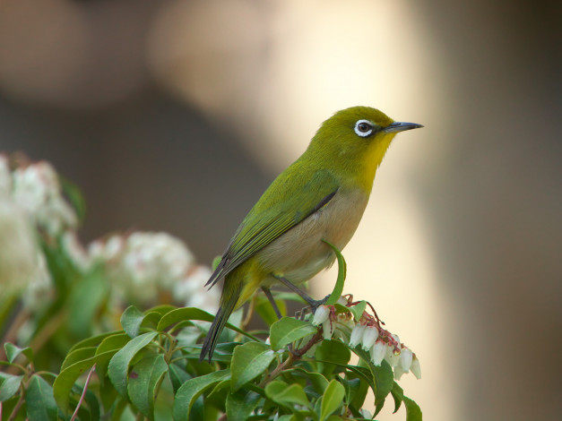 Обои картинки фото животные, белоглазки, цветы, листья, ветка