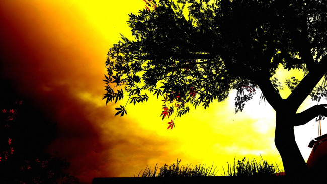 Обои картинки фото природа, деревья, цвета, фон, дерево