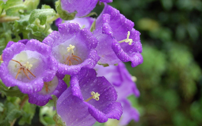 Обои картинки фото цветы, колокольчики, сиреневый, капли