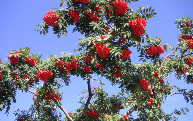 Обои картинки фото природа, Ягоды, рябина