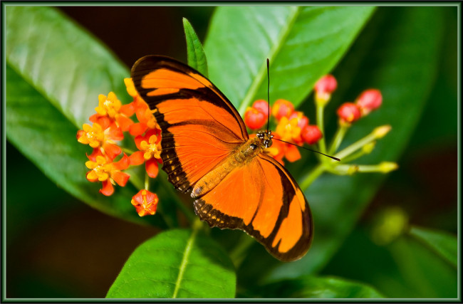 Обои картинки фото животные, бабочки, бабочка, цветок