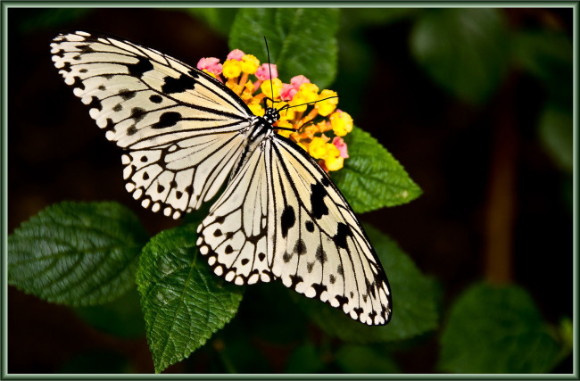 Обои картинки фото животные, бабочки, цветок, бабочка