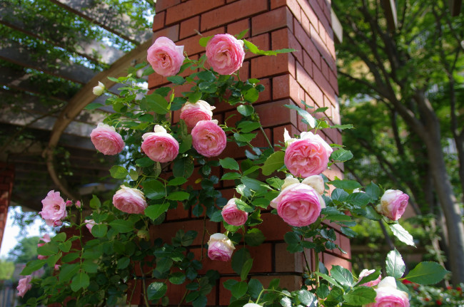 Обои картинки фото цветы, розы