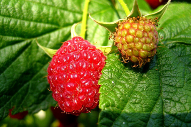 Обои картинки фото природа, Ягоды, малина