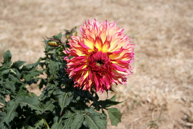 Обои картинки фото цветы, георгины