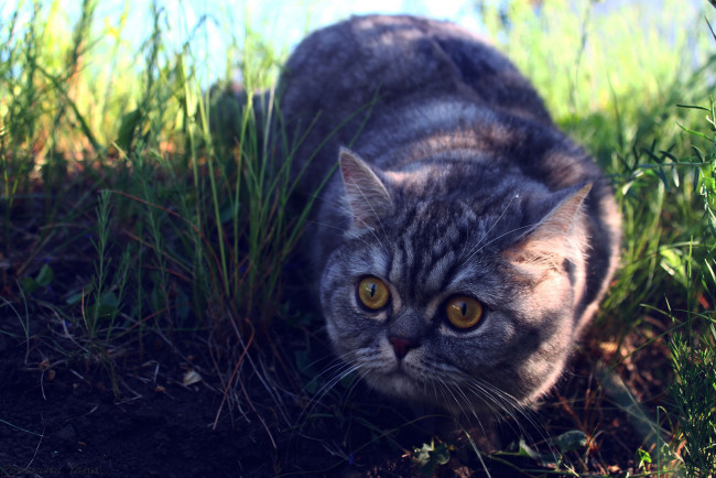 Обои картинки фото животные, коты, британец