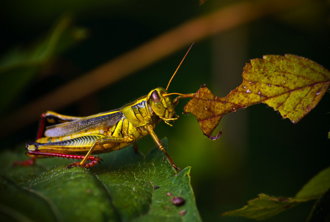 Обои картинки фото животные, кузнечики, саранча, листья