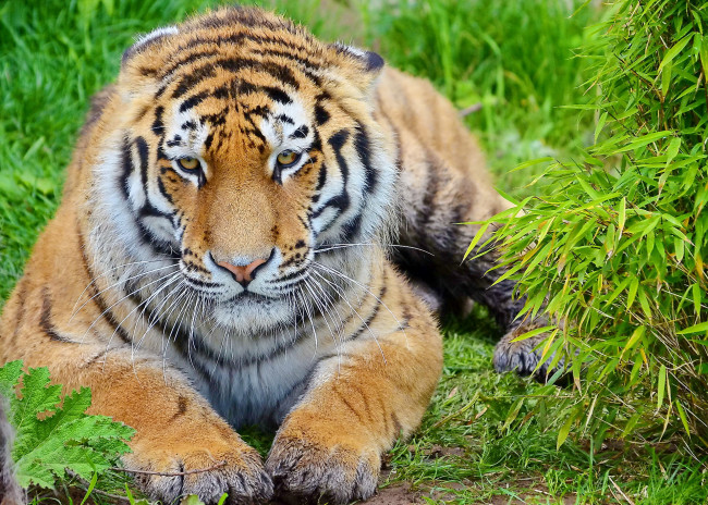 Обои картинки фото животные, тигры, тигр, листва, лапы, морда