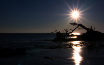 Картинка природа восходы закаты коряги солнце лучи