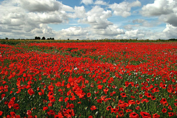 Картинка природа луга маки