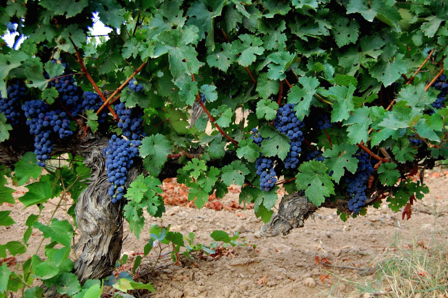 Обои картинки фото природа, Ягоды,  виноград, лоза