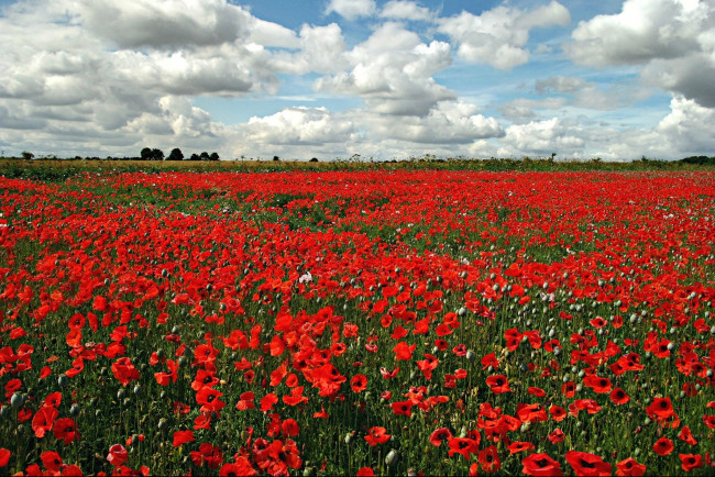 Обои картинки фото природа, луга, маки